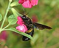 Female European carpenter bee