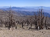Burned trees from the Carpenter 1 fire on the upper slopes of the South Loop Trail to Charleston Peak.