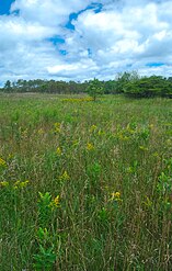 Grassy area with goldenrod