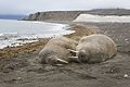 Walruses resting on the shore of Severny Island.