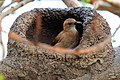 building nest The Pantanal, Brazil