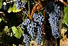 Thomcord grapes