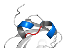 Basic helix–loop–helix