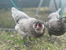 A "Blue Easter Egger" hen. The hen has a gray body, and is looking at the camera.
