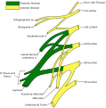 Diagram of the lumbar plexus based on Gray's anatomy.