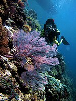 Photo of coral reefs in the park.