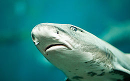 Close-up of the head of a leopard shark from the underside, showing a mouth with many small teeth and furrows at the corners