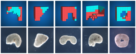 AI methods automatically design diverse candidate lifeforms in simulation (top row) to perform some desired function, and transferable designs are then created using a cell-based construction toolkit to realize living systems (bottom row) with the predicted behaviors.