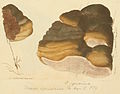 Illustrated in James Sowerby's Coloured Figures of English Fungi or Mushrooms, (published 1797–1809)