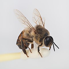 Drone bee (32-image macro stack)