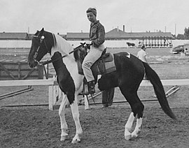 Pony horses, or track horses are used by trainers and exercise riders to escort racehorses to and from the track.