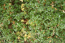 A spread of Holly interspersed with poison oak plants.