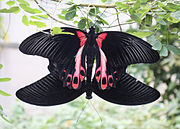 Papilio deiphobus rumanzovia, mating