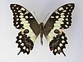 Madagascan emperor swallowtail, Papilio morondavana