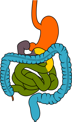 Diagram of human gastro-intestinal system.
