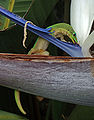 Image 17Gold dust day gecko