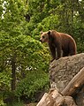 A brown bear at Skansen