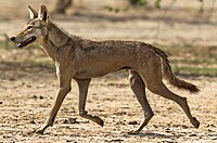 A slender Indian wolf, trotting left