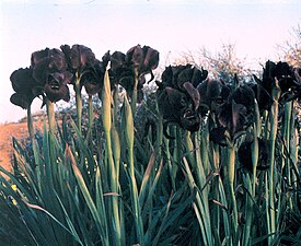 Iris atropurpurea, a dark flowered, bearded Oncocyclus iris