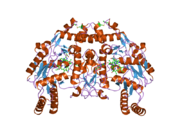 1zzt: Bovine eNOS N368D/V106M double mutant with L-N(omega)-Nitroarginine-(4R)-Amino-L-Proline Amide Bound