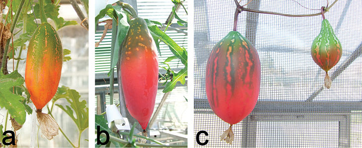 Holstein (2015[2]): "a Ripening fruit of C. hirtella. Note the typical lobulate leaves of this species in the lower right b Ripening fruit of C. sessilifolia. The fruit, like the plant, bears a waxy bloom c Ripening fruits of C. megarrhiza have a dark green halo around the white longitudinal mottling. The left fruit is derived from pollination with C. megarrhiza pollen, whereas the smaller fruit on the right is derived from cross-pollination with C. trilobata (both pollinations were conducted on the same day)."