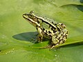 Image 19Edible Frog