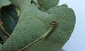 A Polyphemus caterpillar.