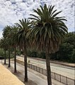 Palm trees lining California Boulevard, parallel to the nearby railroad tracks in San Luis Obispo, surround Alex G. Spanos Stadium at Cal Poly in June 2022.
