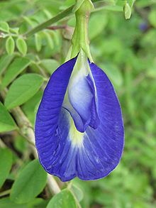 Flower of Clitoria ternatea