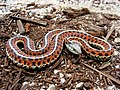 Image 43Thamnophis elegans terrestris at Western terrestrial garter snake