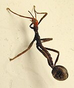 Freshly hatched Extatosoma tiaratum nymph mimics Leptomyrmex ants.