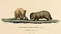 Illustration of the now extinct wombat of King Island, by Charles-Alexandre Lesueur