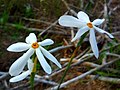 Flower of Narcissus serotinus
