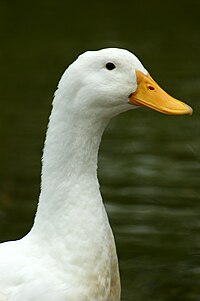 Neck of white duck..jpg
