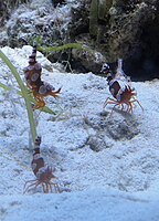 Three Thor amboinensis (squat shrimp, sexy shrimp) on the bottom of a reef aquarium.
