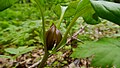 Idaho trillium (Trillium petiolatum)