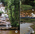 Typical habitat types of Glyphidrilus: waterfalls (A and B) and streams (C).