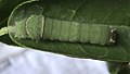 late fifth-instar caterpillar