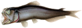 Image 2Most of the rest of the mesopelagic fishes are ambush predators, such as this sabertooth fish. The sabertooth uses its telescopic, upward-pointing eyes to pick out prey silhouetted against the gloom above. Their recurved teeth prevent a captured fish from backing out. (from Pelagic fish)