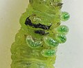 Early instar larvae on caterpillar