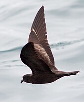 Flying dark bird with raised wings