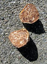 Fruit bodies of the Oregon truffle