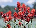 Image 17State flower of Wyoming: Indian paintbrush (from Wyoming)