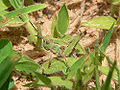 Green fifth instar