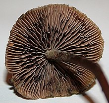Underside of Psilocybe aucklandiae mushroom cap, showing the gills.