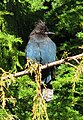 A Steller's Jay on Vancouver Island.