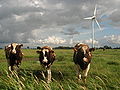 Image 10Livestock grazing near a wind turbine. (from Wind power)