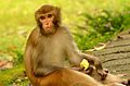 Monkeybonnet macaque