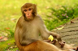 An Indian monkey in Malsi Deer Park