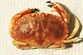 Jonah crab NOAA overhead picture